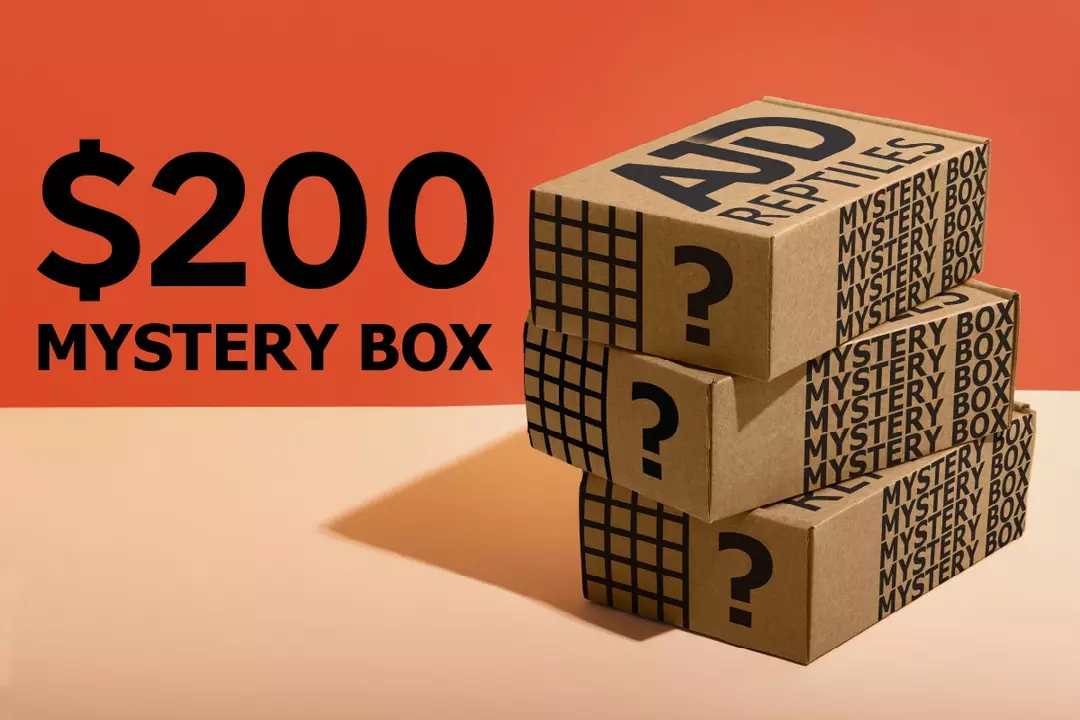 $200 tier crested gecko mystery box (see description) thumbnail