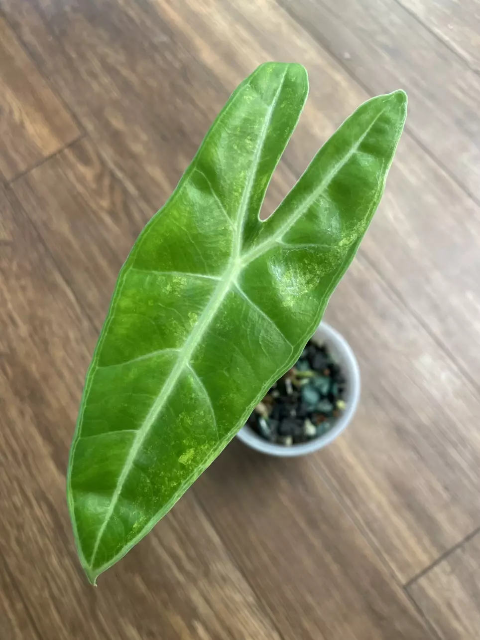 Alocasia Longiloba Variegated thumbnail