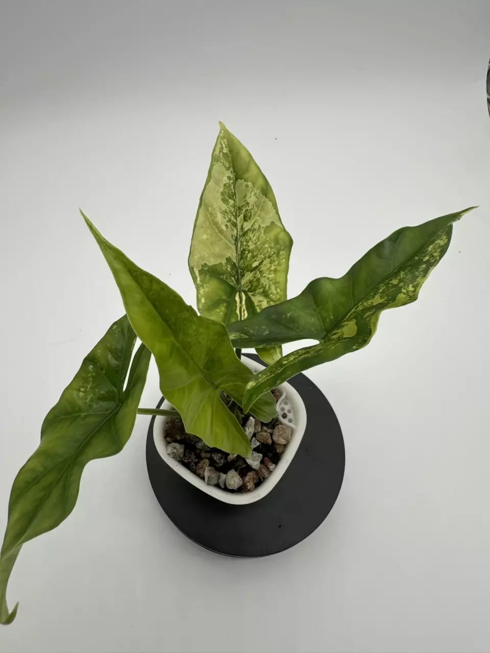 Alocasia Simpo Aurea thumbnail