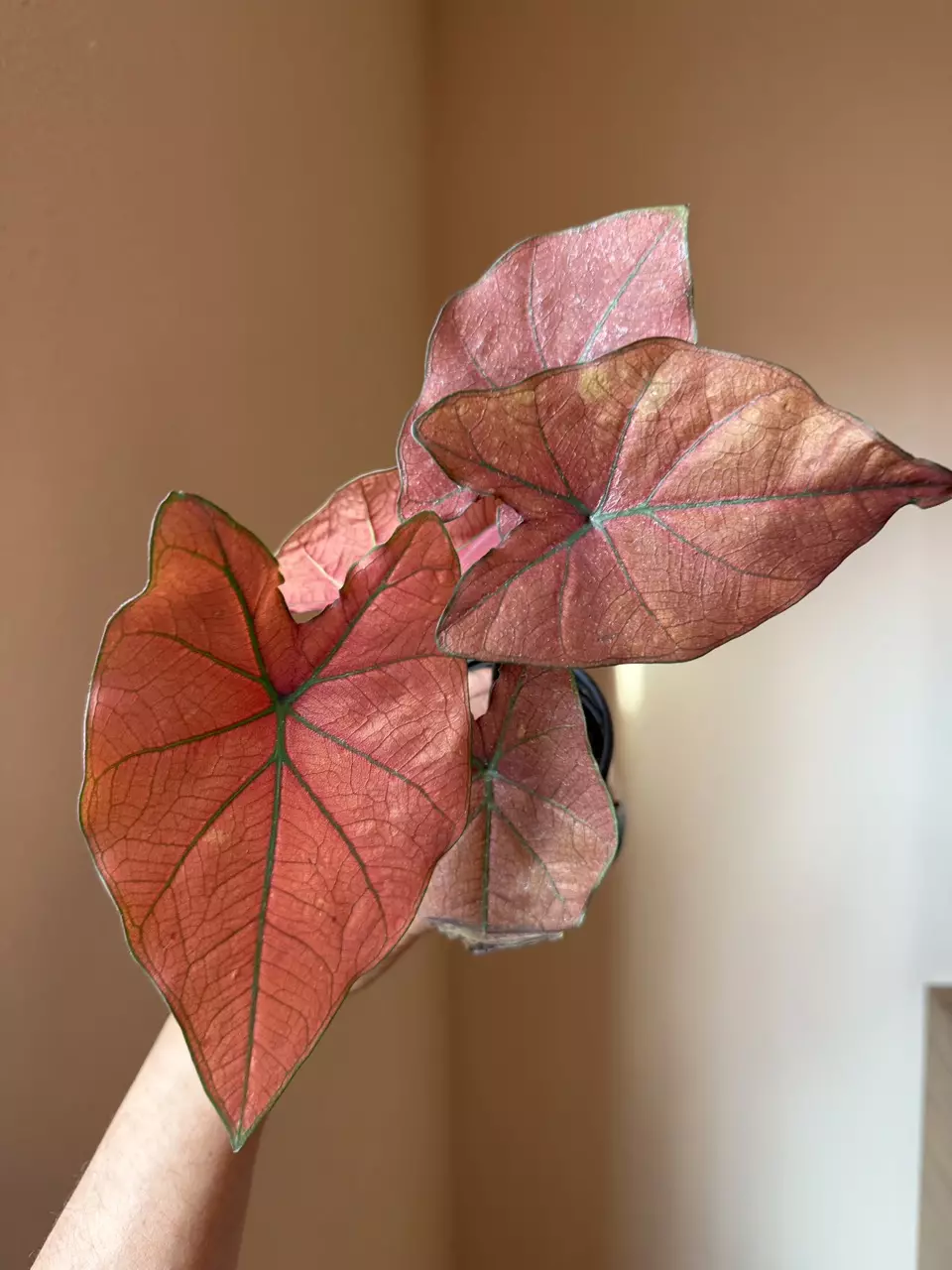 Rare!  Caladium Thai Hybrid thumbnail