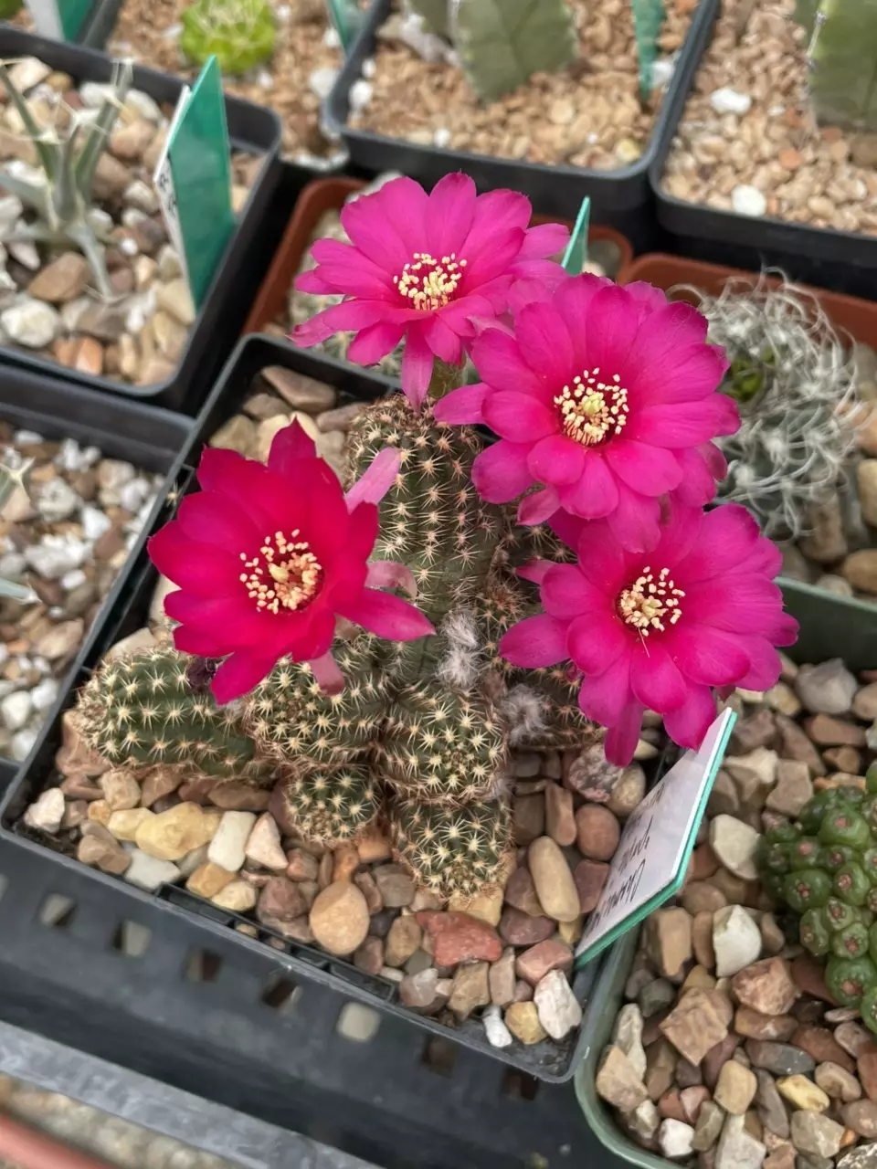 Chamaecereus X “Purple” thumbnail