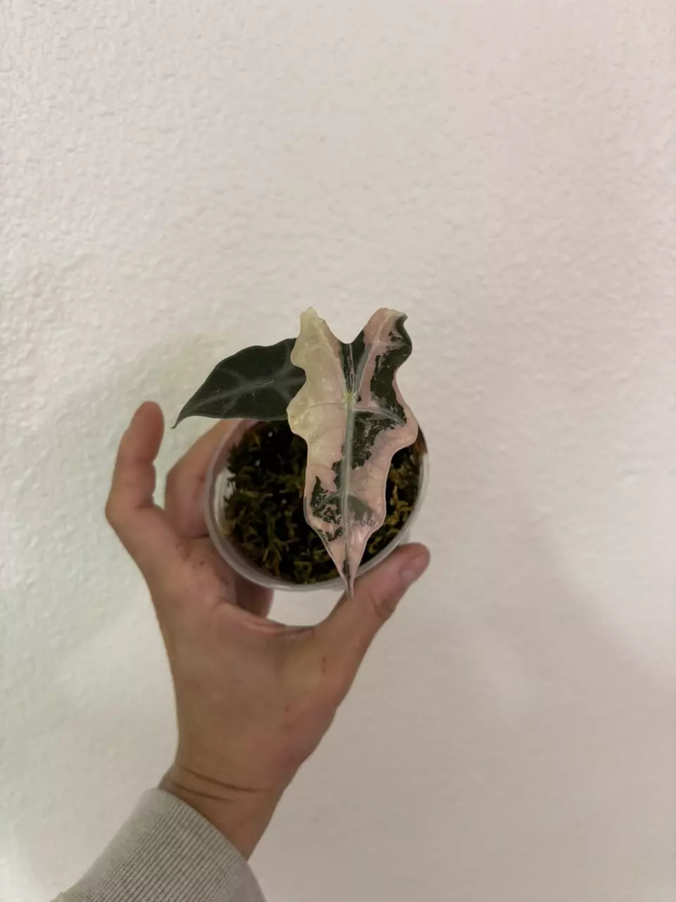 Alocasia Pink Nobilis thumbnail