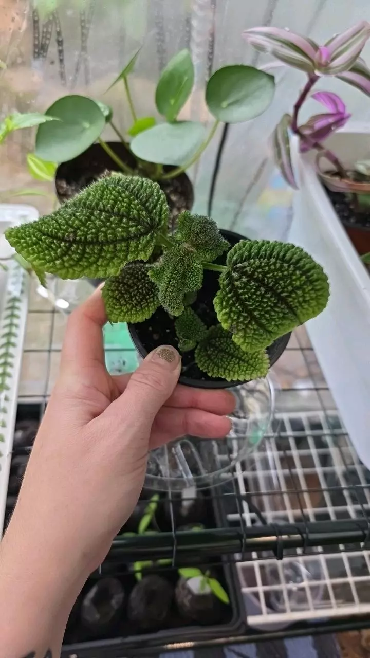 Pilea Molis thumbnail