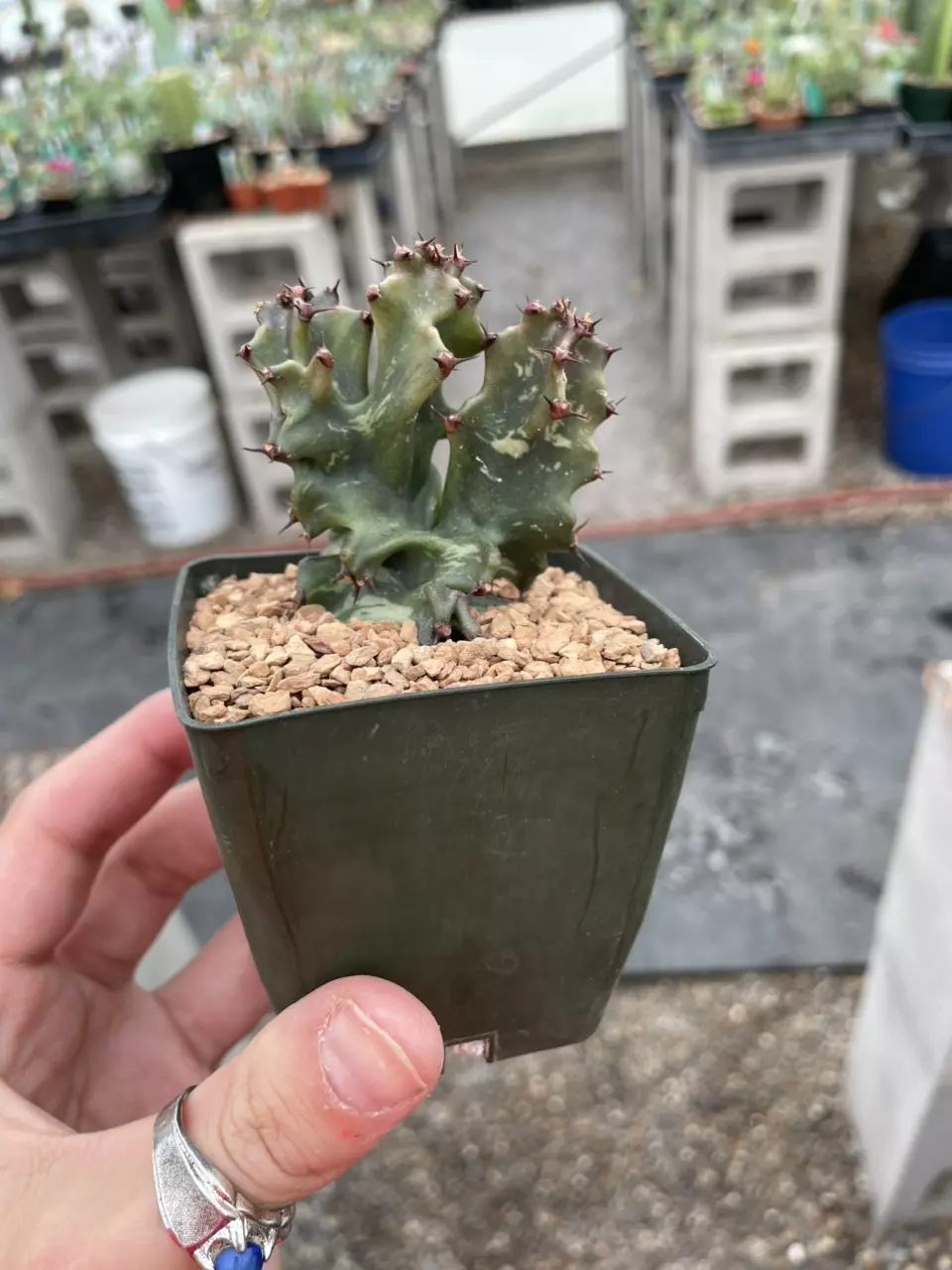 Monstrose Euphorbia ingens thumbnail