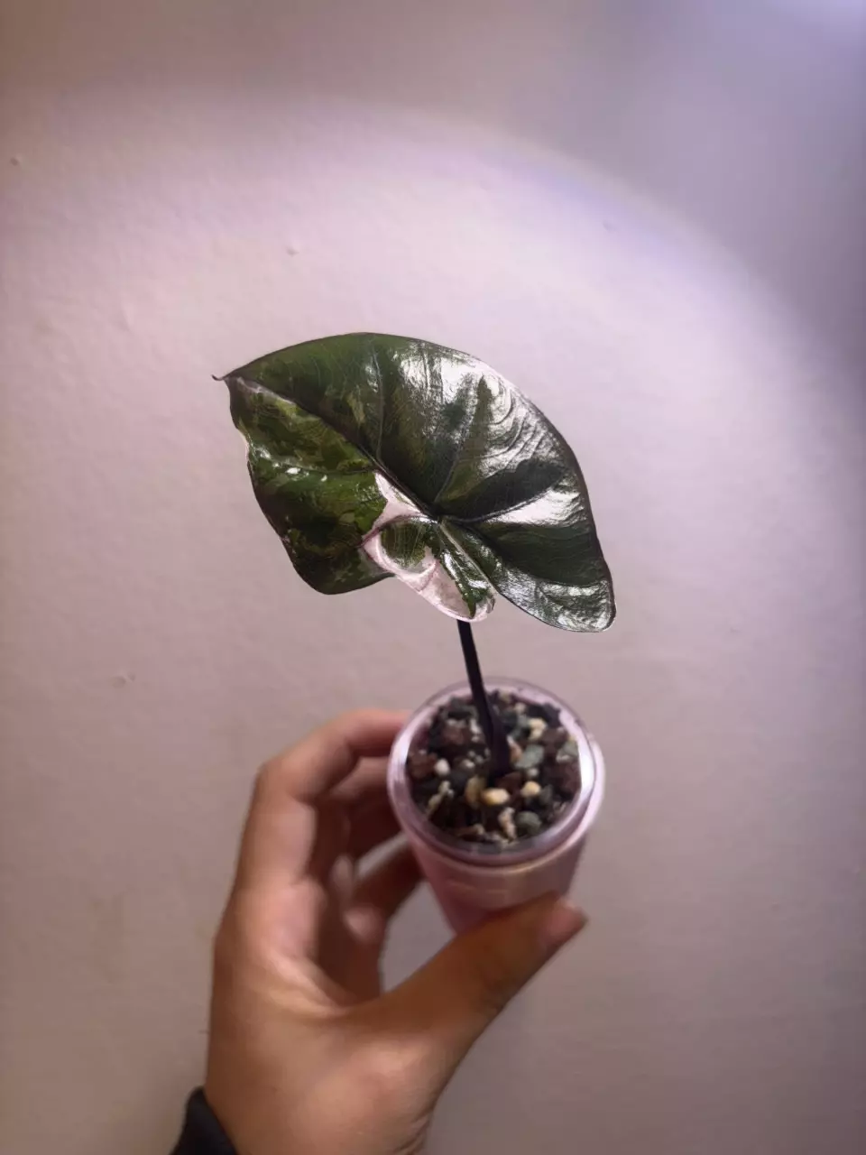✨Alocasia Plumbae Nigra Mutation✨ thumbnail