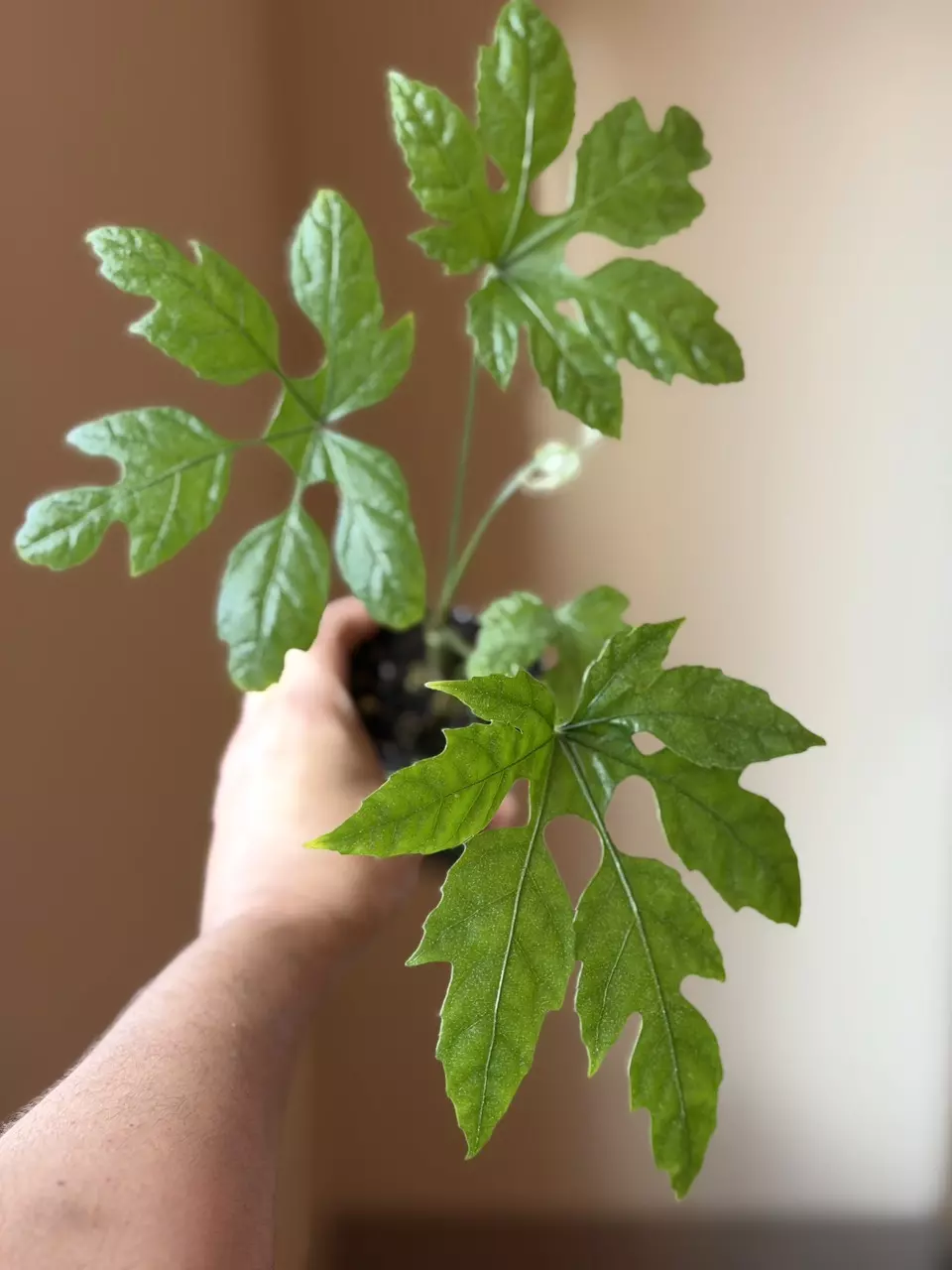 Hard to Find!   Trevesia Palmata thumbnail