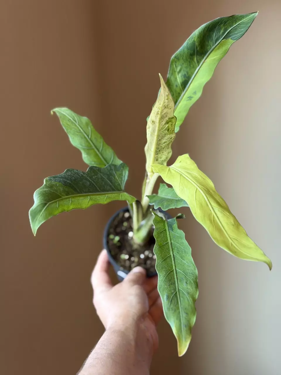 CORM:   Alocasia Lauterbachiana Aurea Variegated thumbnail