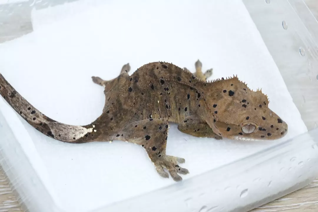 #457 10g male phantom cappuccino Dalmatian thumbnail