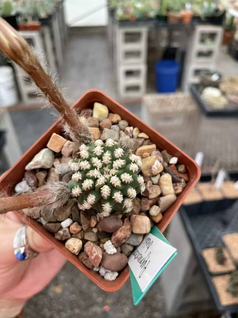 Pygmaeocereus bieblii thumbnail