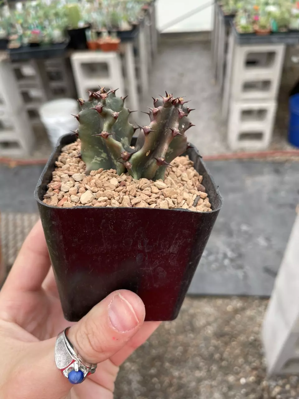 Monstrose Euphorbia ingens thumbnail