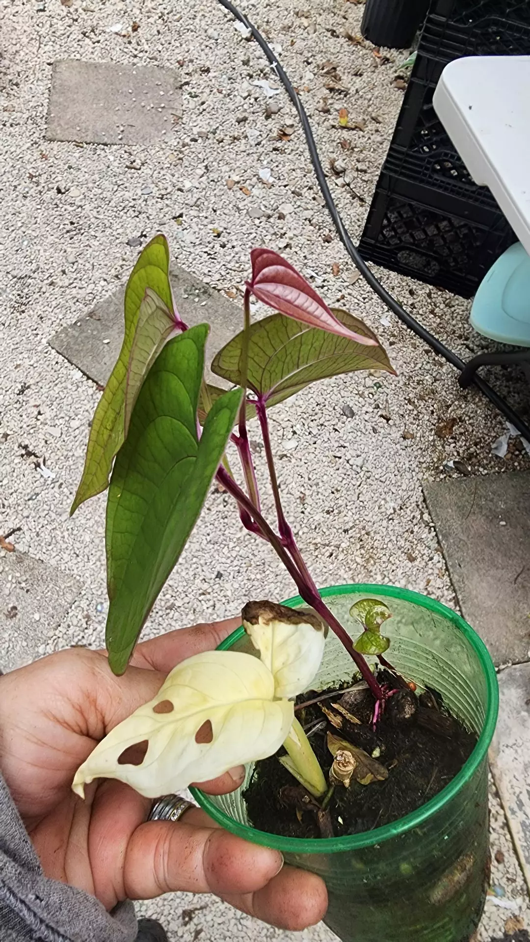 Discoreu alata thumbnail