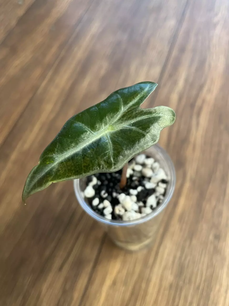 Alocasia Nobilis Aurea thumbnail