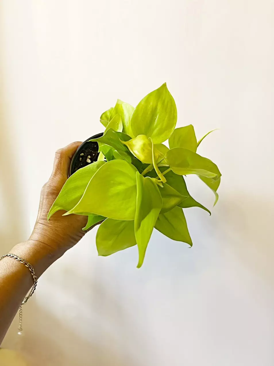 🎋Philodendron Cordatum Lemon Lime *gc thumbnail