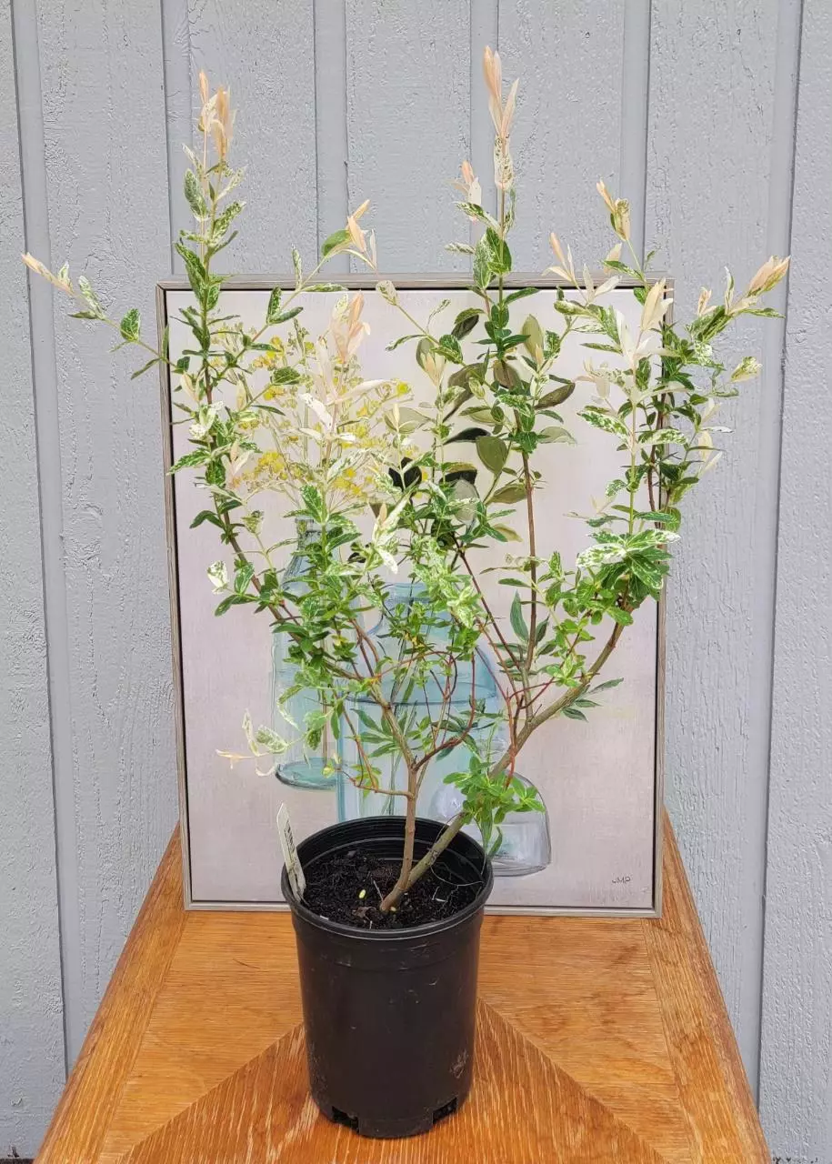 Hakuro Nishiki Dappled Willow thumbnail