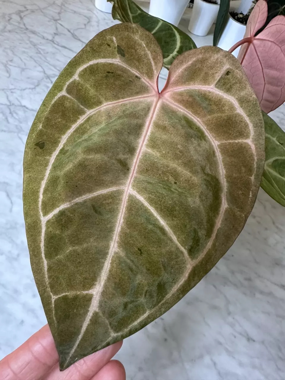 1113 - Anthurium Pillow Talk x Blue Velvet thumbnail