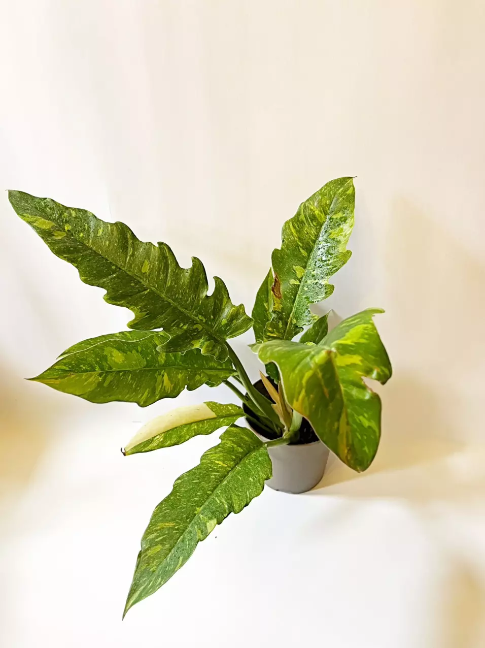 🎋Philodendron Ring Of Fire thumbnail
