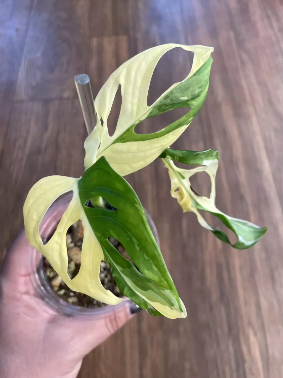 Monstera Adansonii Variegated thumbnail
