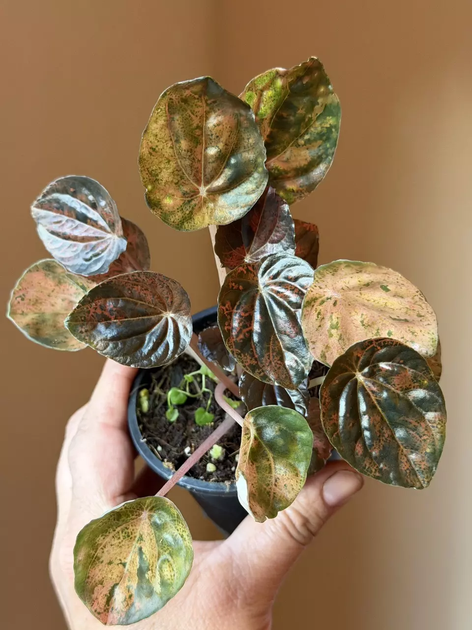 Hard to Find!   Peperomia Carnival thumbnail