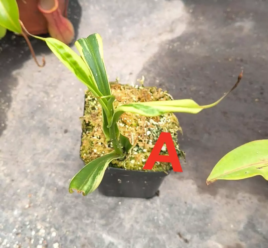 Variegated Nepenthes gracilicaflora plant-A thumbnail