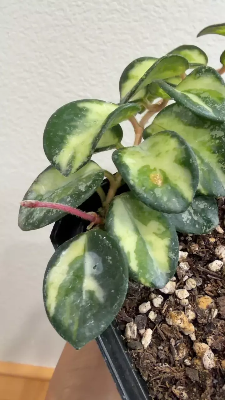 Hoya Mathilde Variegated thumbnail