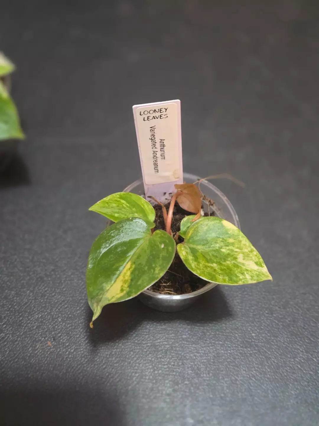 Variegated Anthurium Andreanum thumbnail