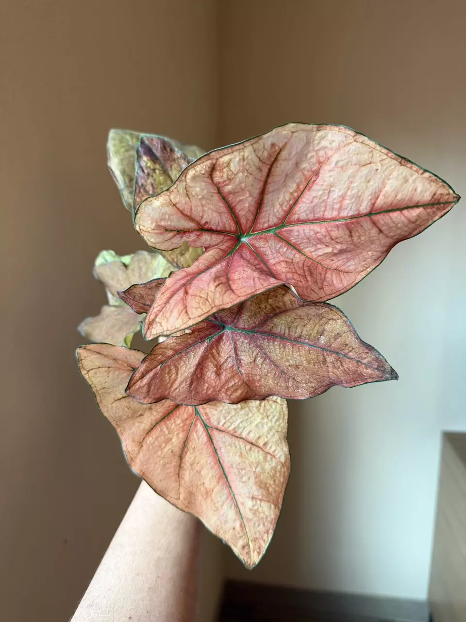 Rare!  Caladium Thai Hybrid thumbnail