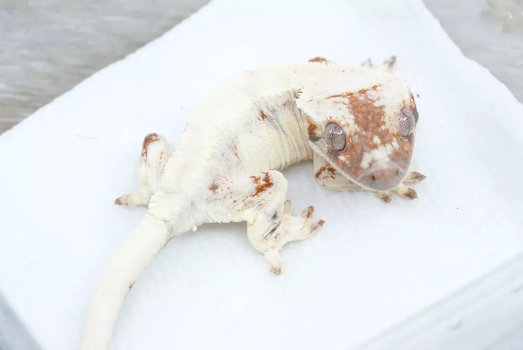 #452 10g possible male sable lily white thumbnail