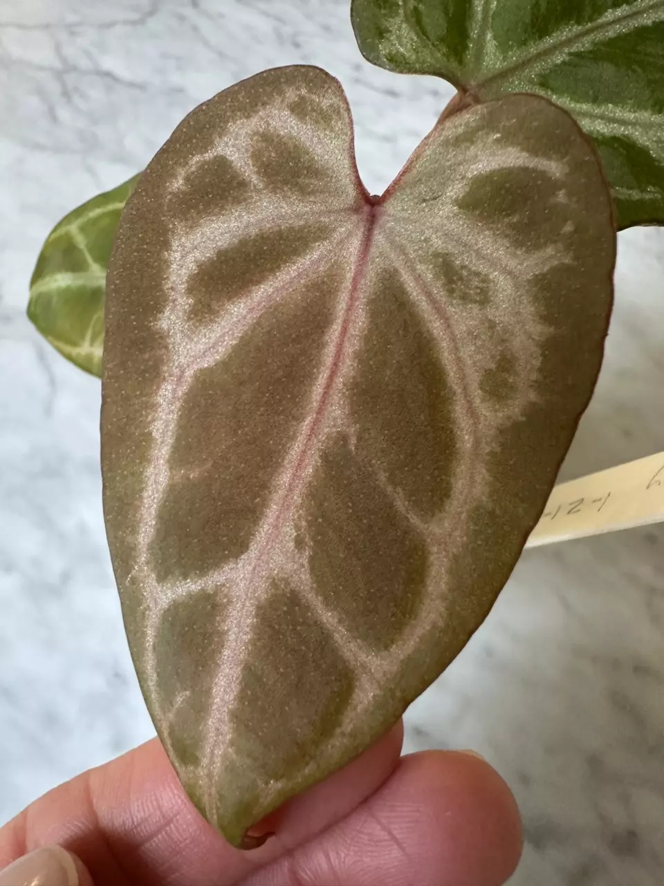 1105 - Anthurium Pink Wonderboy - Scott Cohen thumbnail