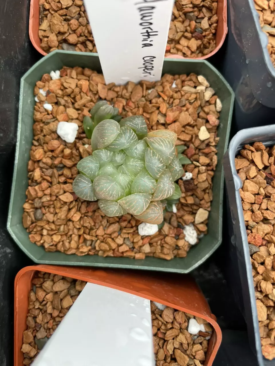 Haworthia cooperi var. truncata thumbnail