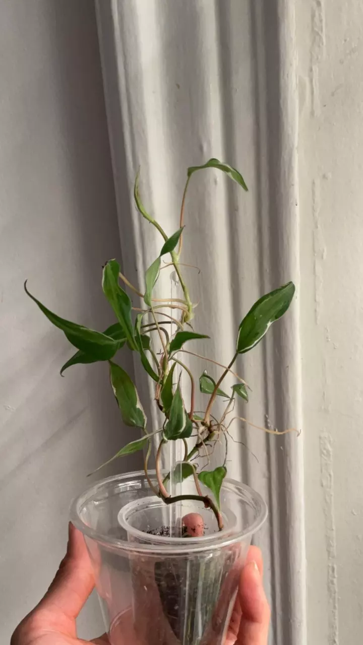 Philodendron velvet halo micans thumbnail