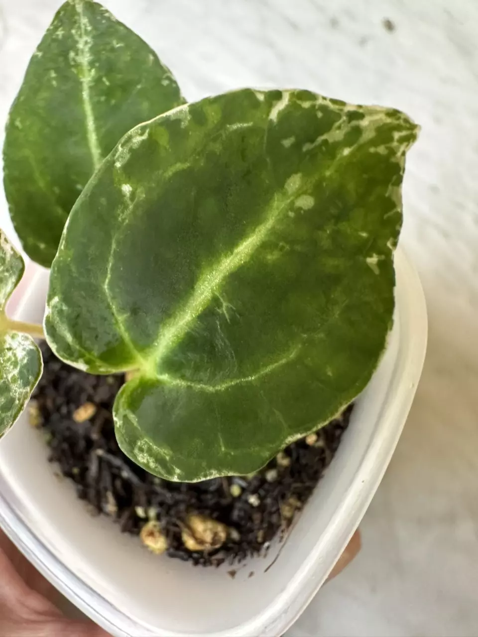 1109 - Anthurium Variegated Jungle Giant x Self thumbnail