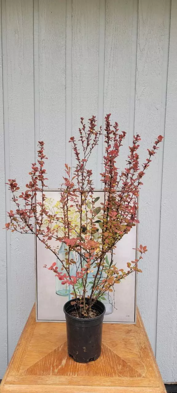 Orange Rocket Barberry thumbnail