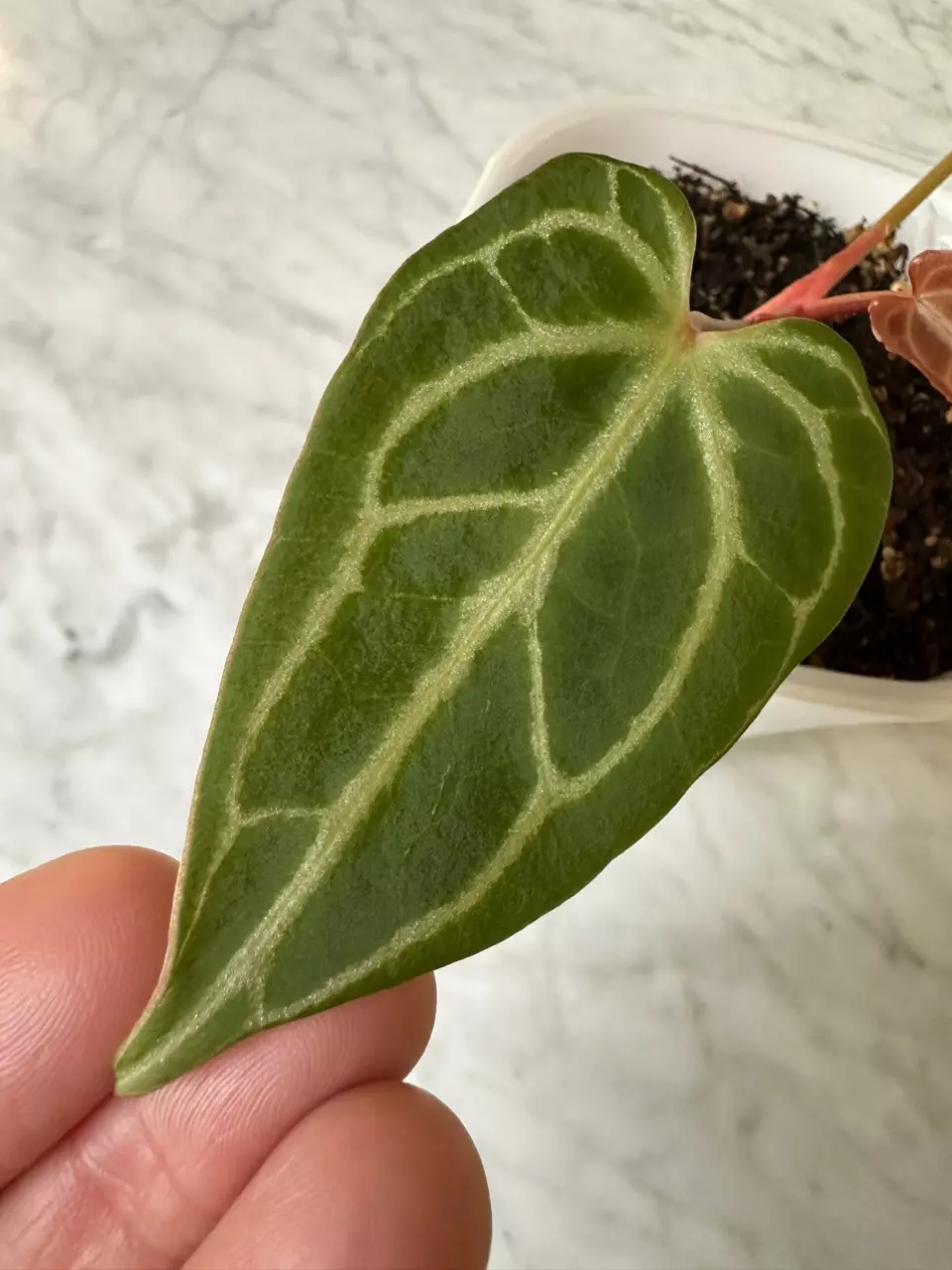 1106 - Anthurium Chocolate Crystal x self - Scott Cohen thumbnail