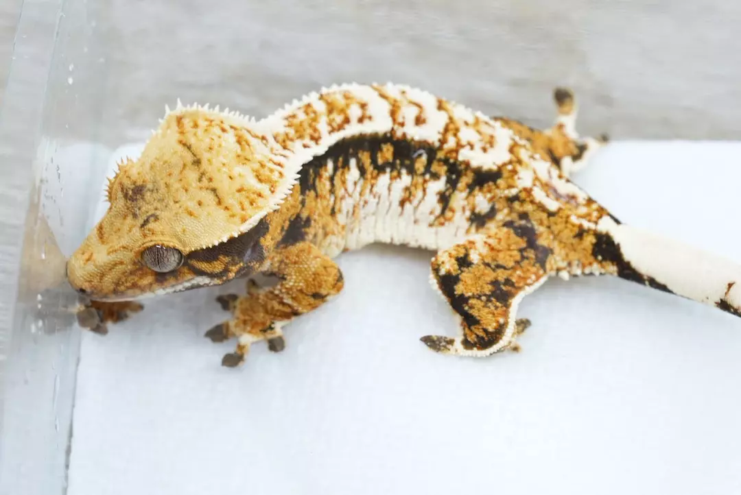#449 15g female frost/carravagio line cross thumbnail