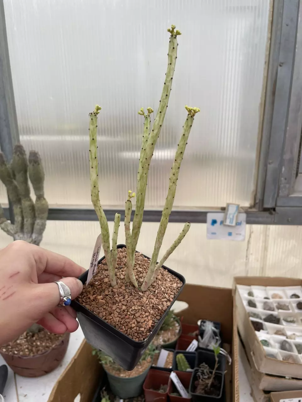 Variegated Euphorbia alluaudii thumbnail