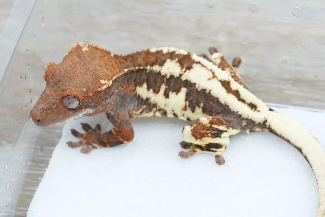 #450 11g male 50% het axanthic Frappuccino thumbnail