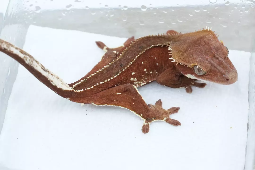 #453 13g Male red phantom (Darth maul x Tikis f) thumbnail