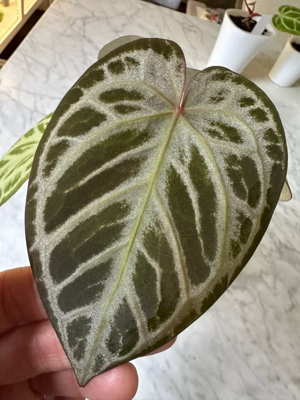 1107 - Anthurium Zara Michelle x Silver Blush - includes offshoot thumbnail