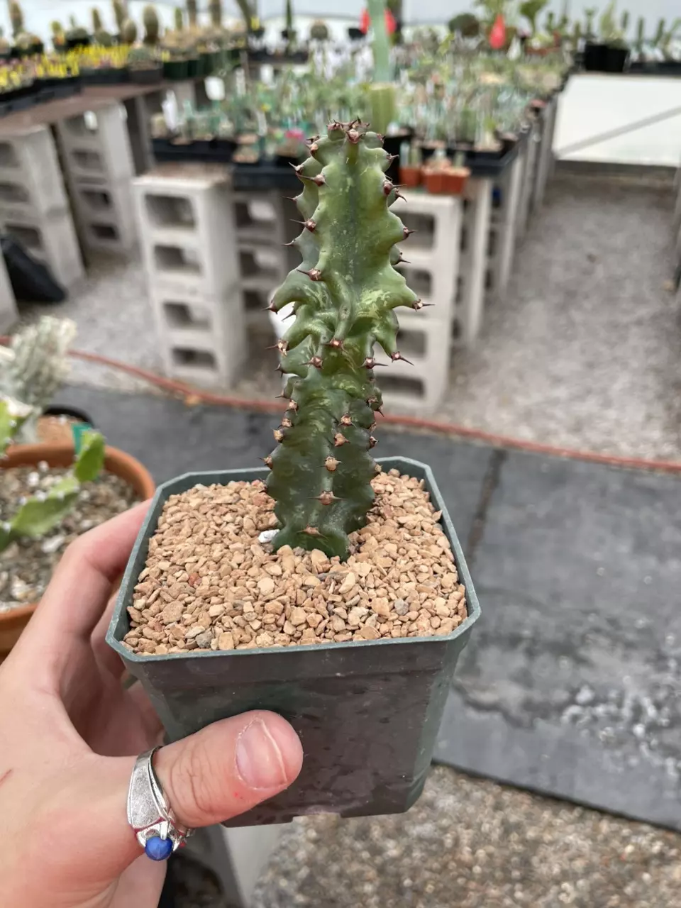 Monstrose Euphorbia ingens thumbnail