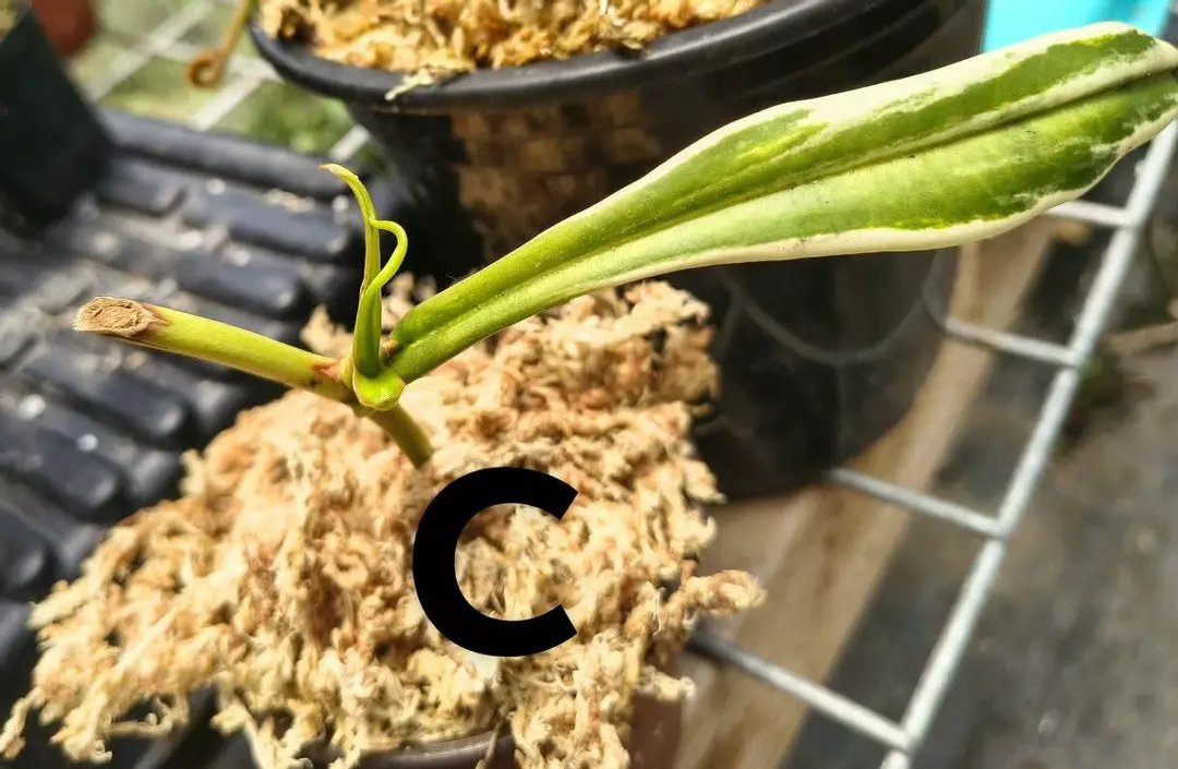 Variegated Nepenthes gracilicaflora plant- C thumbnail