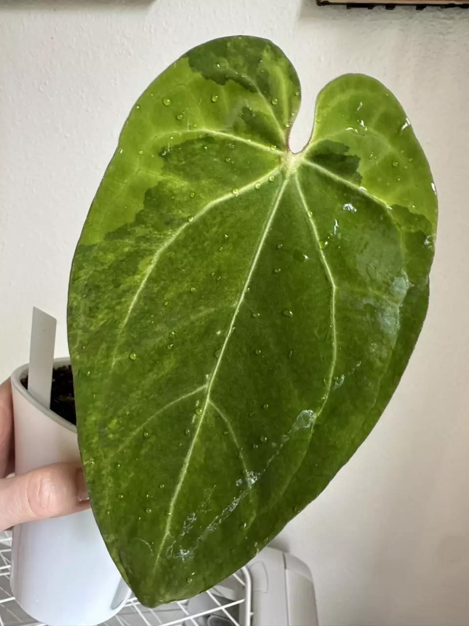 1112 - Anthurium (var. crystallinum x Black Velvet) x Variegated Crystallinum thumbnail