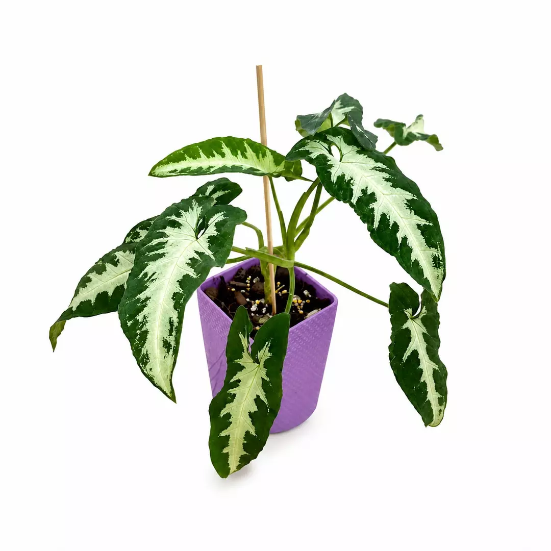 Syngonium Wendlandii Silver Goosefoot Tissue Culture (Growers Choice) thumbnail