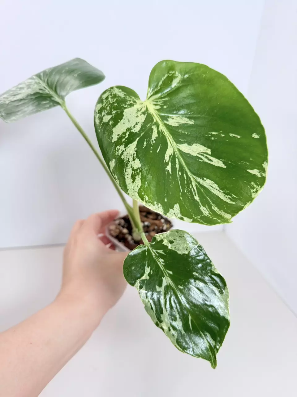 Monstera Bulbasaur 0855 thumbnail
