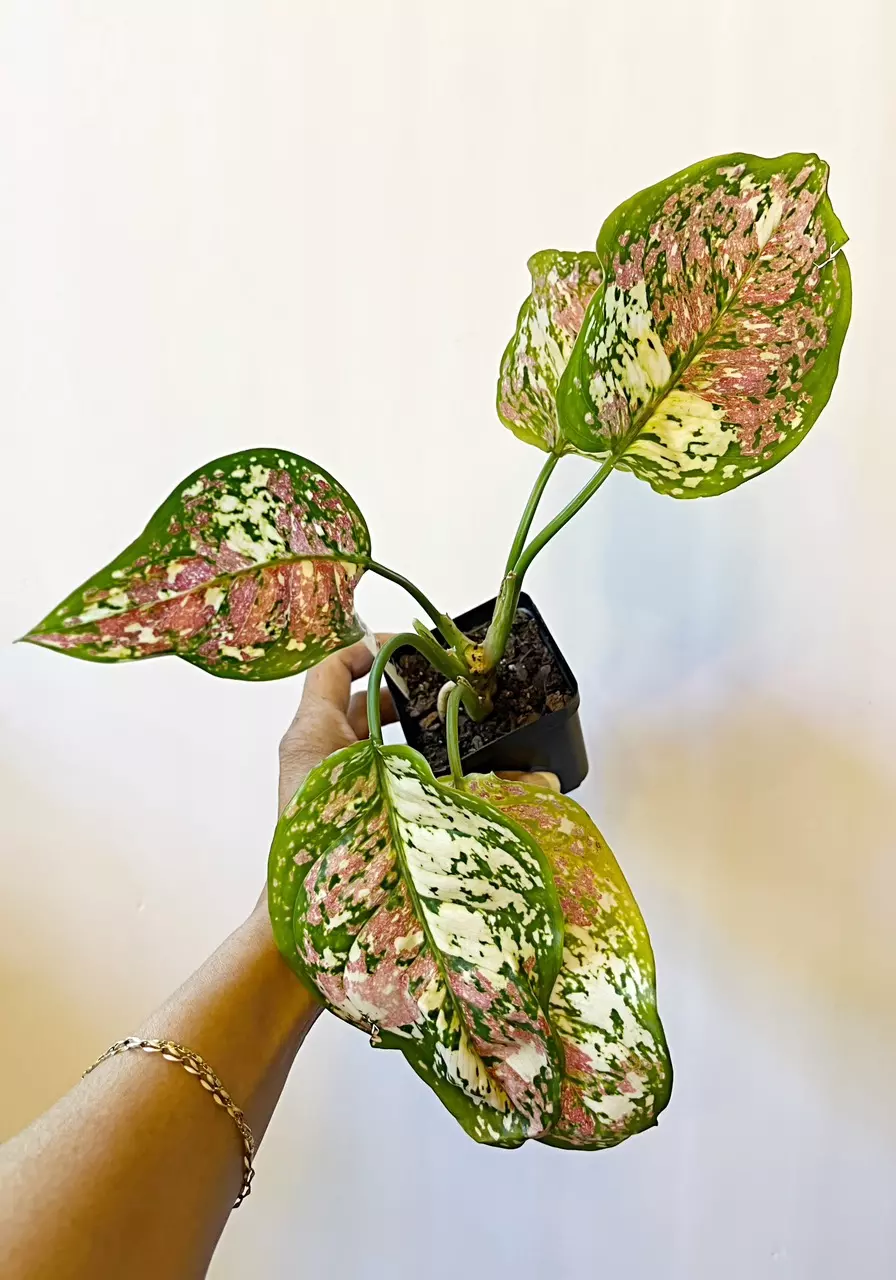 🎋Aglaonema Tricolor thumbnail