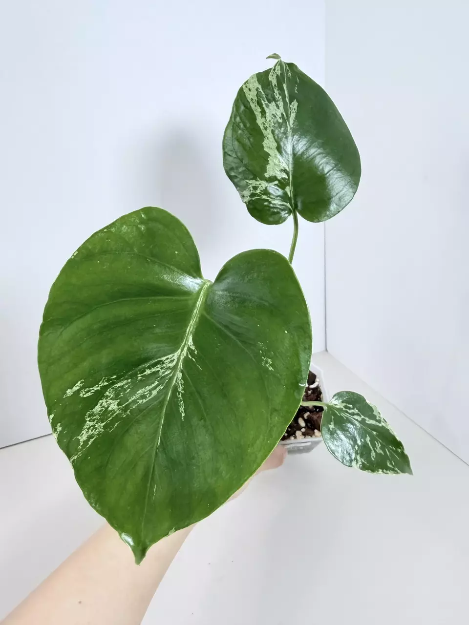 Monstera Bulbasaur 0859 thumbnail