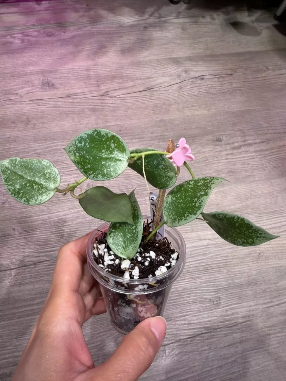 Hoya Lacunosa sp Cimanggu thumbnail
