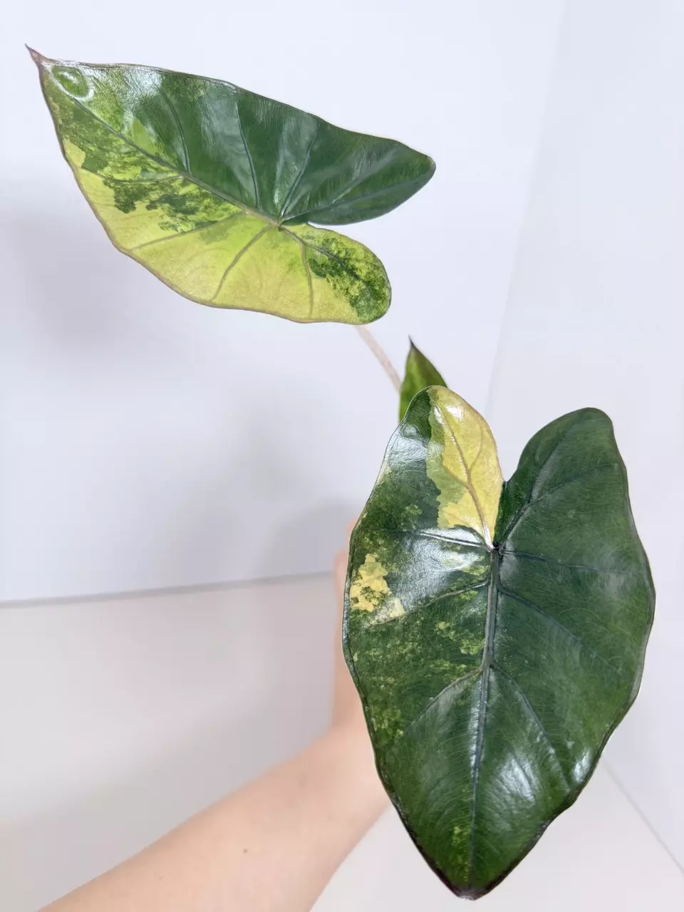 Alocasia Yucatán Princess Var. 0850 thumbnail