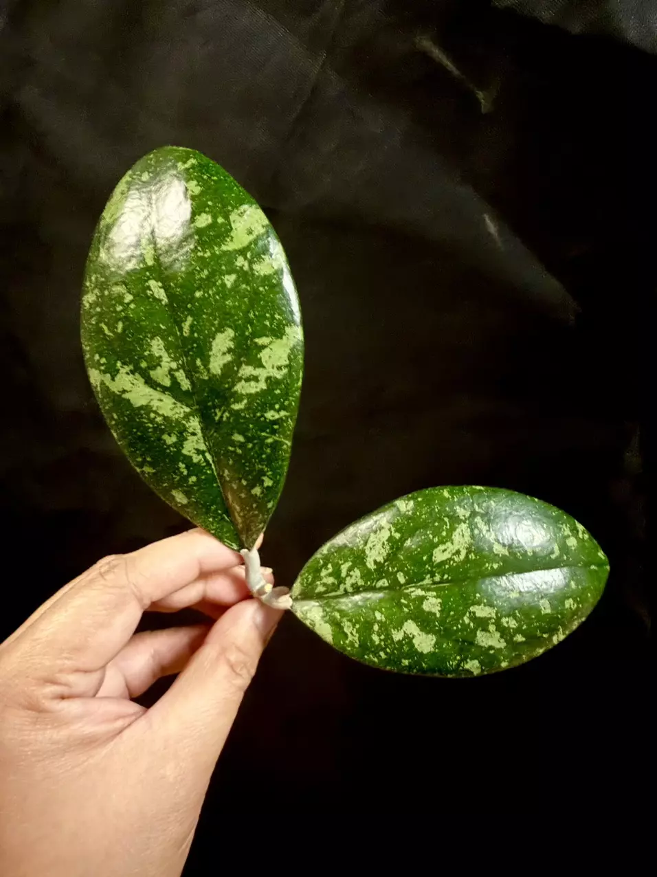 Hoya Bengkulu Round splash fresh cutting thumbnail