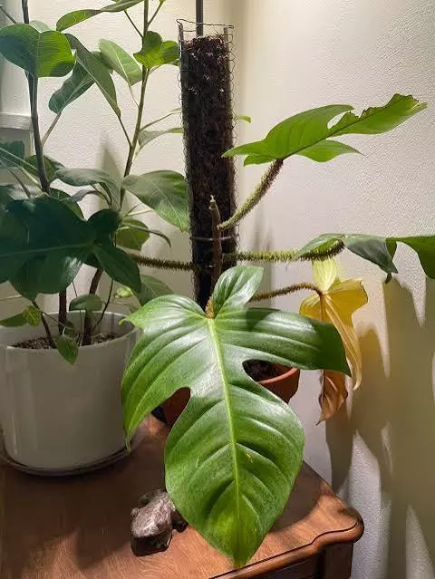 Philodendron Squamiferum Tissue Culture (Growers Choice) thumbnail
