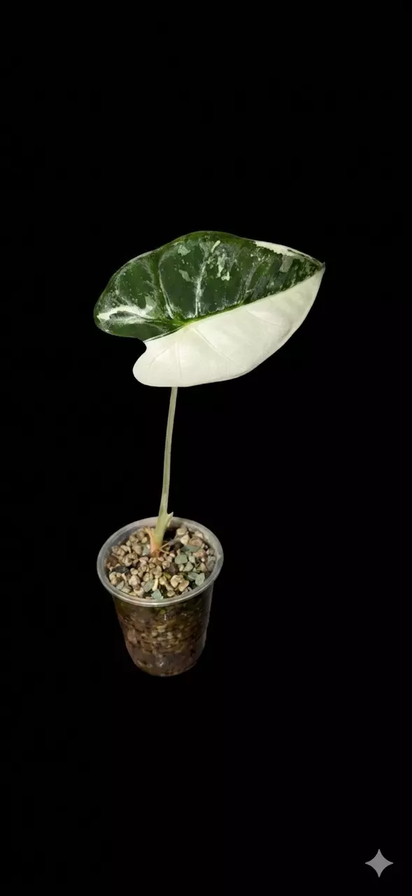 Alocasia Frydek thumbnail